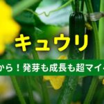 発芽も成長も超マイペースなきゅうりの成長記録。