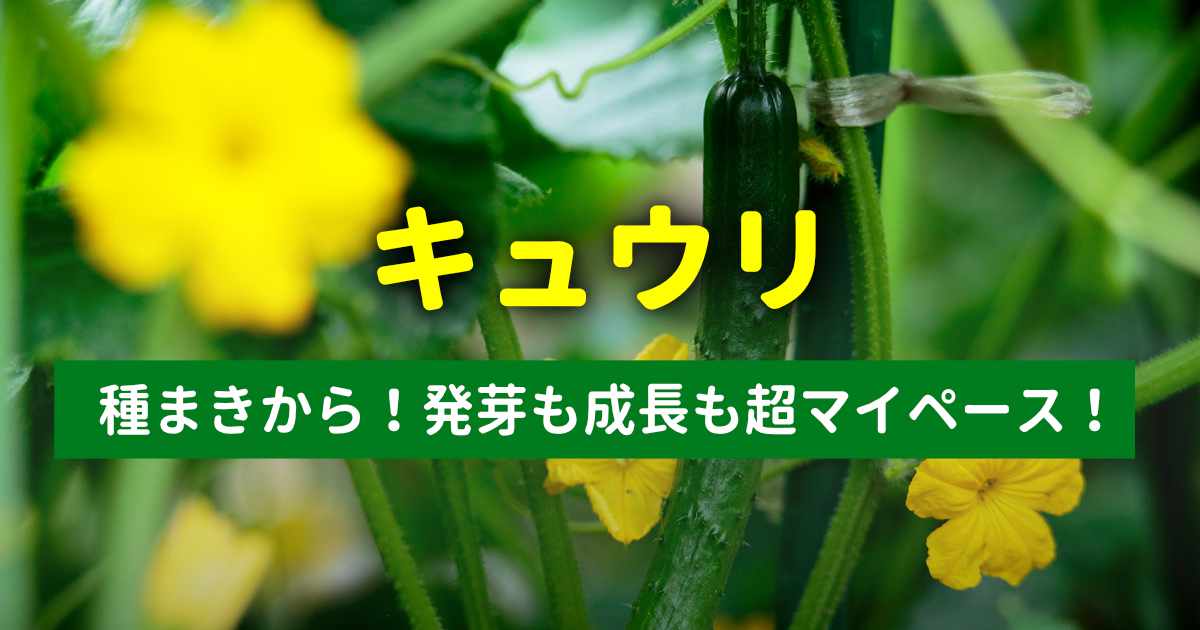 発芽も成長も超マイペースなきゅうりの成長記録。