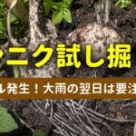 ニンニクの収穫。試し掘り