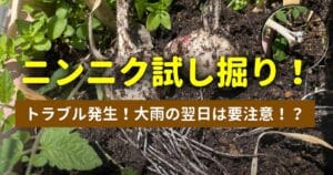 ニンニクの収穫。試し掘り
