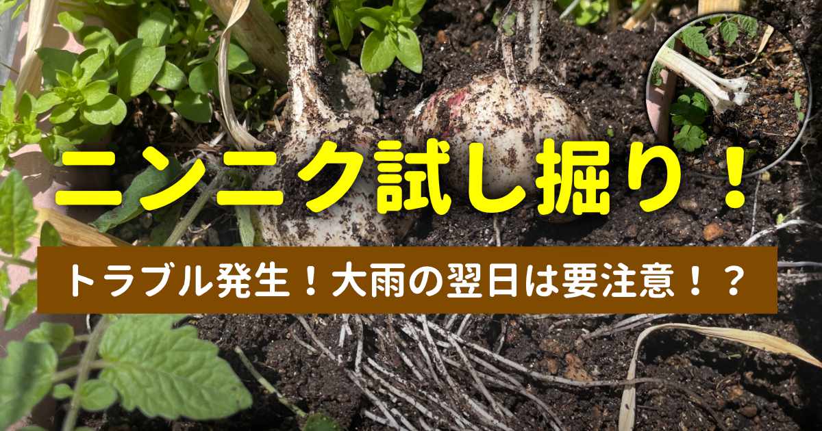 ニンニクの収穫。試し掘り