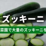 ズッキーニのプランター栽培