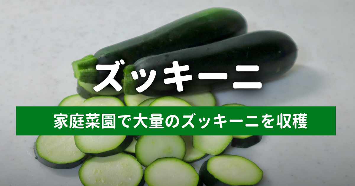 ズッキーニのプランター栽培